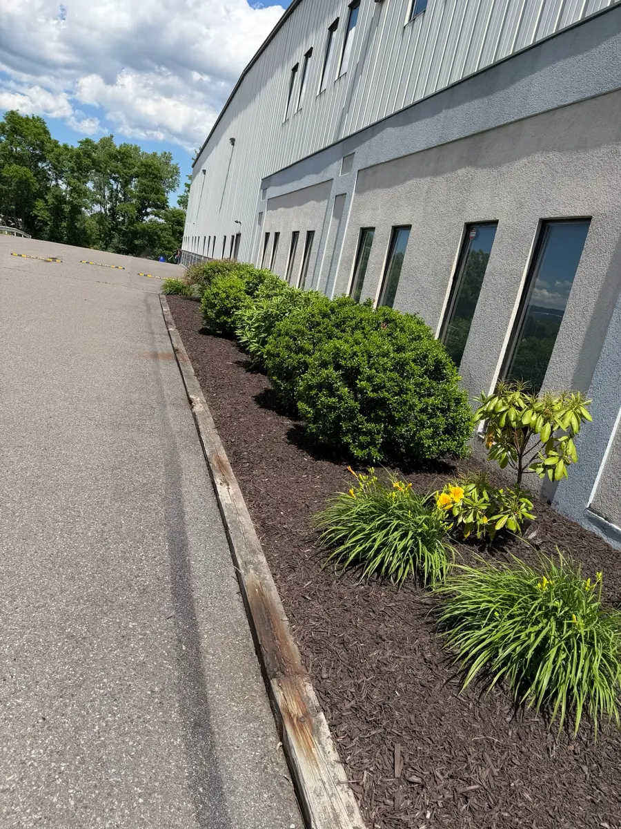 Commercial landscape bed after fresh mulch was installed