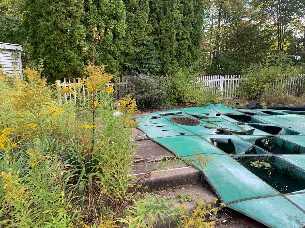 Overgrown poolside area before the yard cleanup